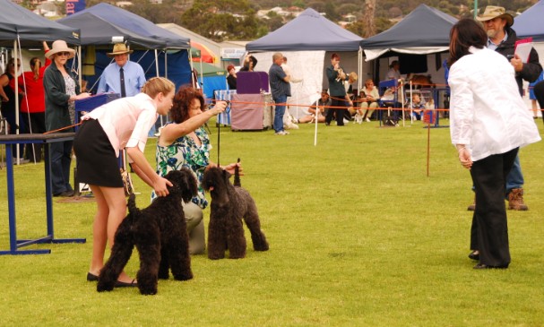 Chelsea with one of Moira's Kerry Blue Terriers